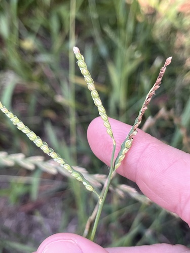Paspalum pubiflorum observed 2026-05-19