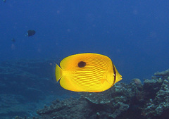 Chaetodon zanzibarensis
