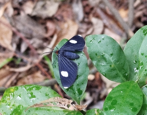 Melanchroia aterea