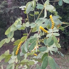 Phoebis neocypris neocypris