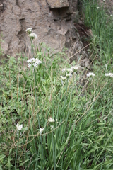 Allium plummerae