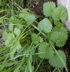 Urtica gracilenta