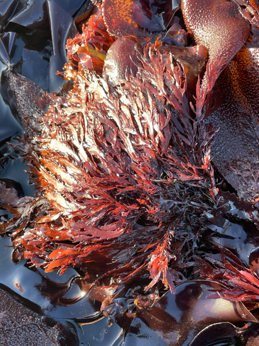 Farlowia compressa, 2026-05-19