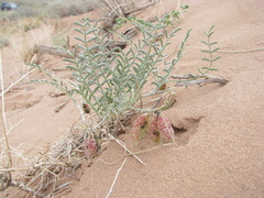 Astragalus subcinereus