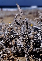 Achillea maritima