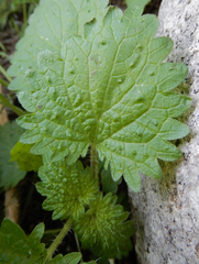 Urtica gracilenta