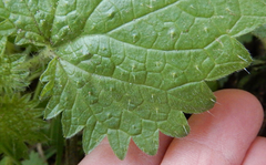 Urtica gracilenta