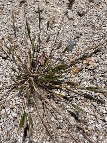 Schismus barbatus, photograph 4