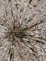 author not stated, no rights reserved Schismus barbatus, photograph author not stated, no rights reserved