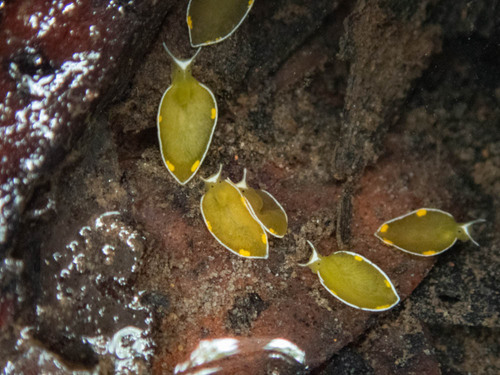 Elysia leucolegnote