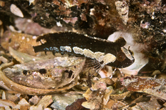 Kuiters Weedfish photo 3