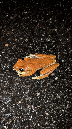 Lower Andes Tree Frog, Boana melanopleura