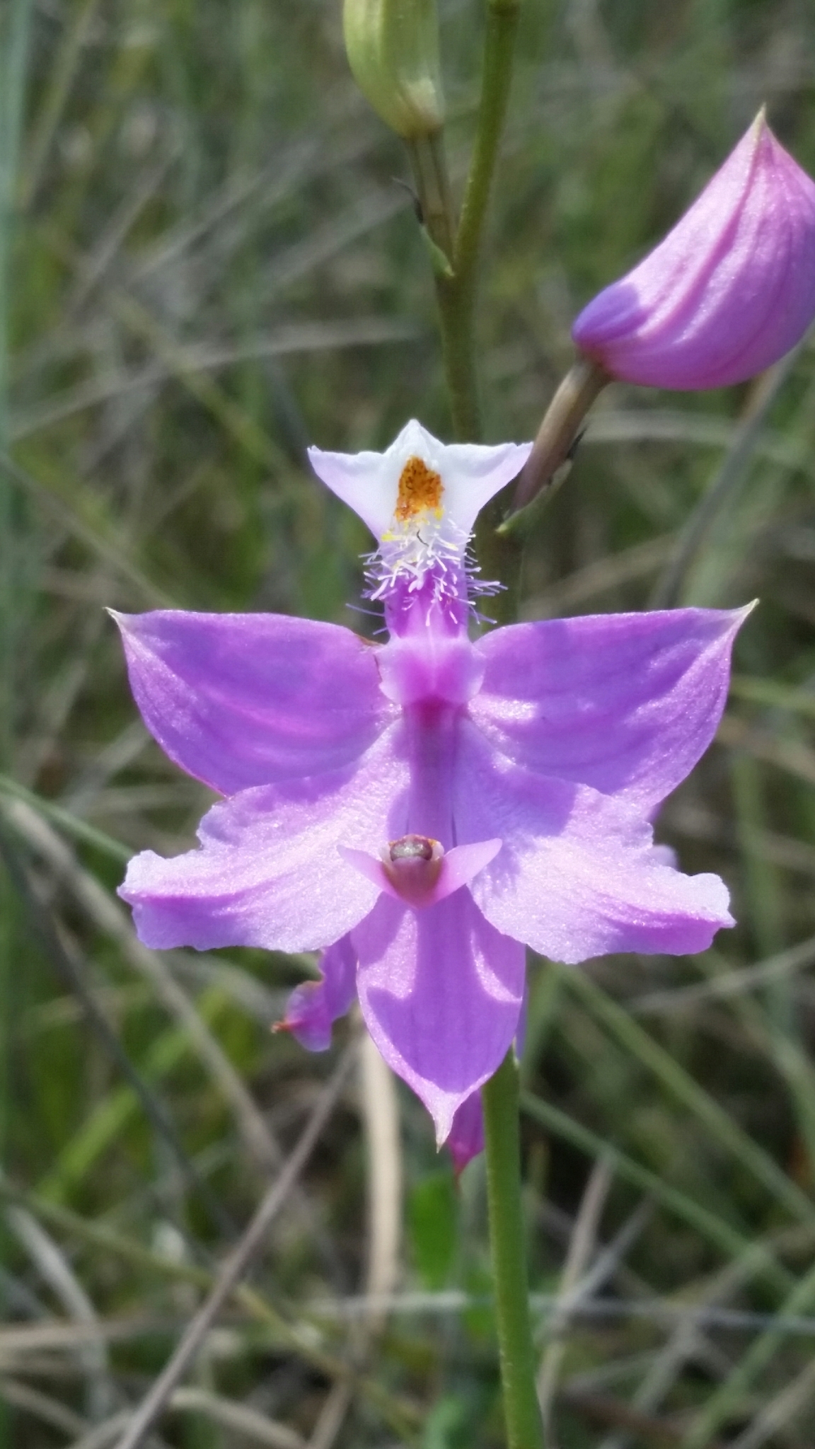 Calopogon tuberosus var. simpsonii