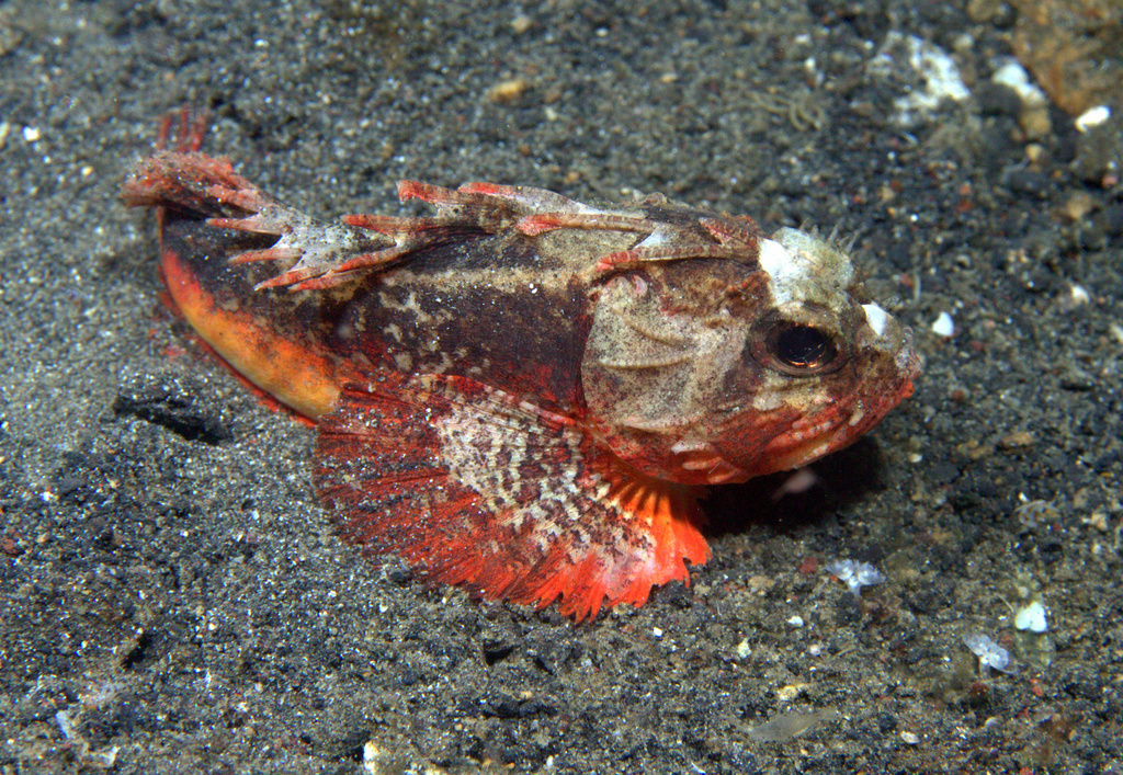 Whiteface Waspfish