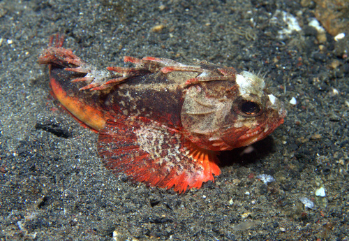 Richardsonichthys leucogaster