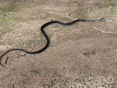 Toxicodryas blandingii