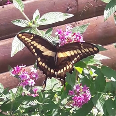 Heraclides thoas brasiliensis