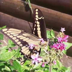 Heraclides thoas brasiliensis