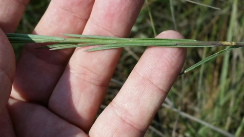Image of Linum carteri by (c) Jay Horn, some rights reserved (CC BY)