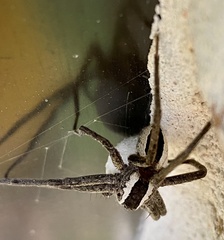 Pisaurina brevipes