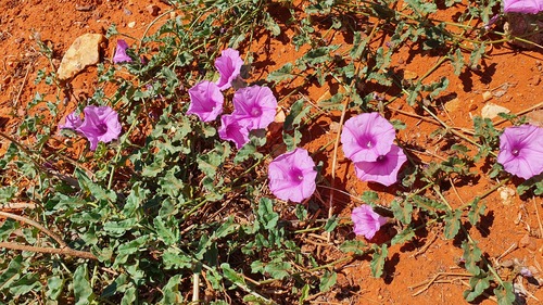 Poison Morning Glory