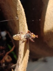 Myopa vicaria