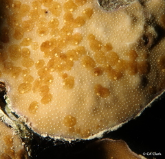 Porites rus
