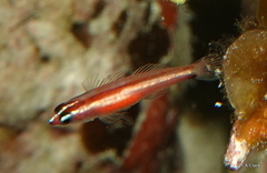 Eviota bifasciata