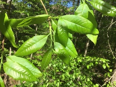 Oxydendrum