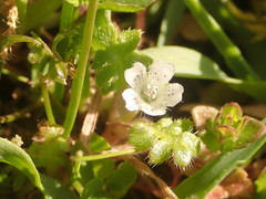 Nemophila pedunculata