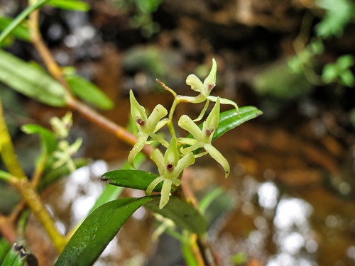 Epidendrum aeolicum Karremans