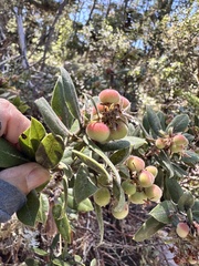 author not stated, no rights reserved Arctostaphylos tomentosa, photograph author not stated, no rights reserved