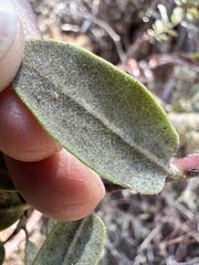 author not stated, no rights reserved Arctostaphylos tomentosa, photograph author not stated, no rights reserved