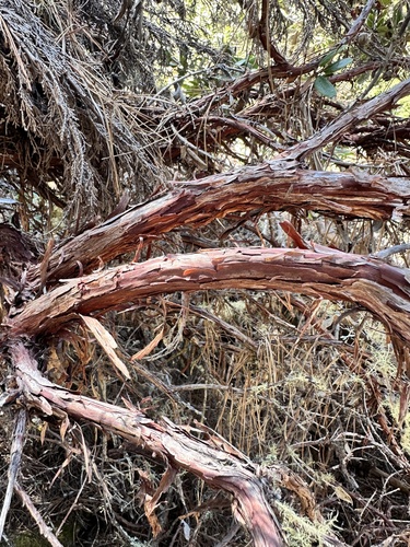Arctostaphylos tomentosa, photograph 5