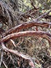 author not stated, no rights reserved Arctostaphylos tomentosa, photograph author not stated, no rights reserved