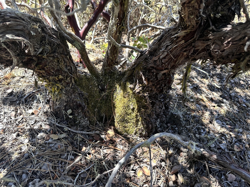 Arctostaphylos tomentosa; photograph author not stated, no rights reserved