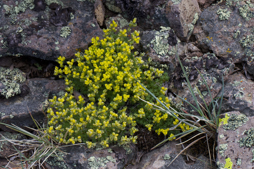 Draba densifolia, photograph 6
