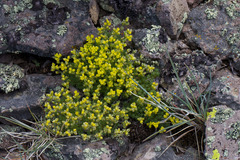 Draba densifolia, photograph (c) Arvel Hernandez, some rights reserved (CC BY)