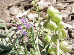 Astragalus thurberi