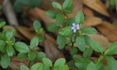 Dyschoriste humistrata