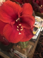 Hippeastrum