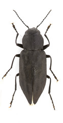 Melanophila acuminata