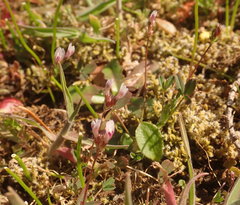 Trifolium oliganthum