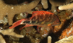 Oxycheilinus celebicus