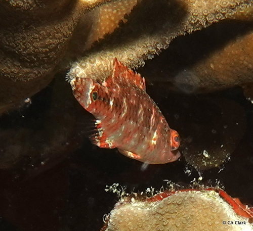 Oxycheilinus celebicus observed 2020-03-17