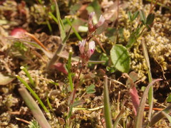 Trifolium oliganthum