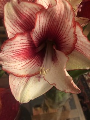 Hippeastrum