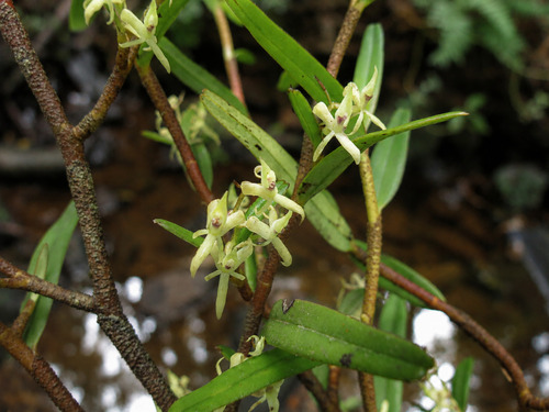 Epidendrum aeolicum Karremans 2