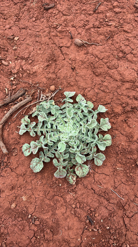 Centaurea melitensis observed 2026-05-19