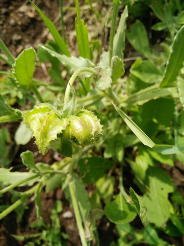 Calendula pachysperma